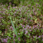 małecz_karolina piotrowska42